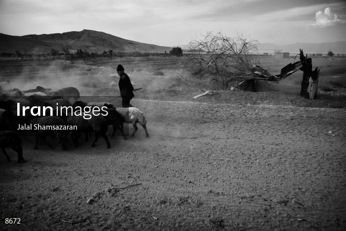 Shepherds need to take their sheep to far lands near the Urmia