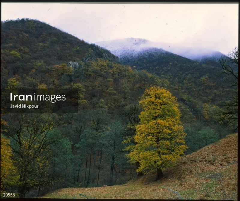 Tuskestan Forest