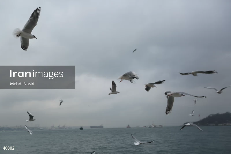 Seabirds of the Galataport