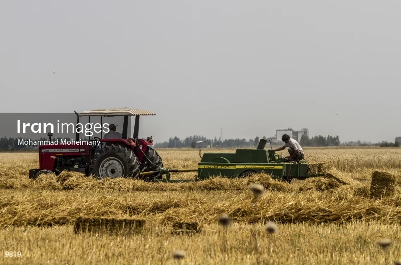 Wheat harvest in Golestan