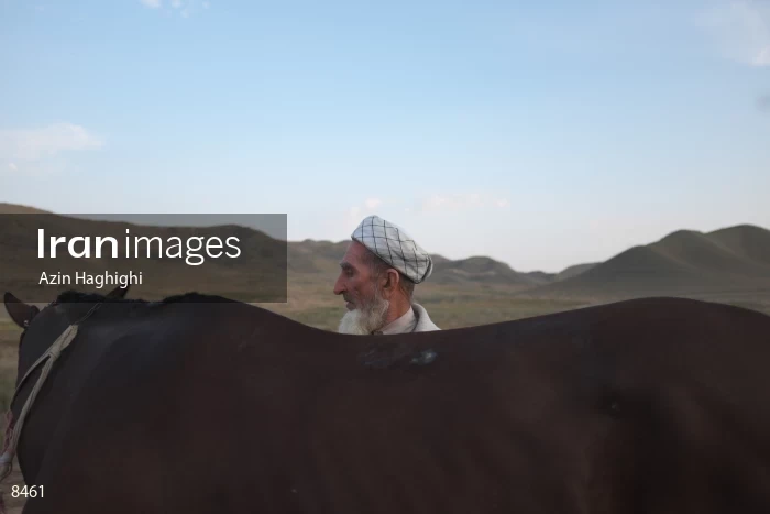 Horses in Turkmens festivities