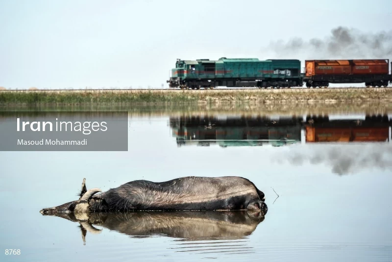 Drowned buffalo