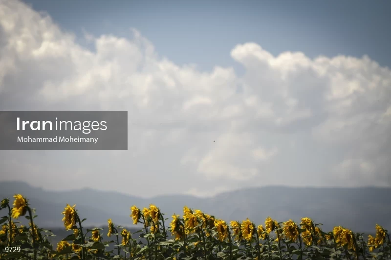 Sunflower farms