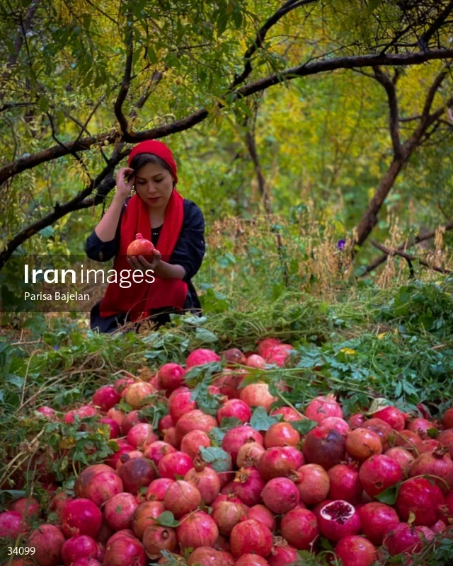 Pomegranate harvesting in Yazd