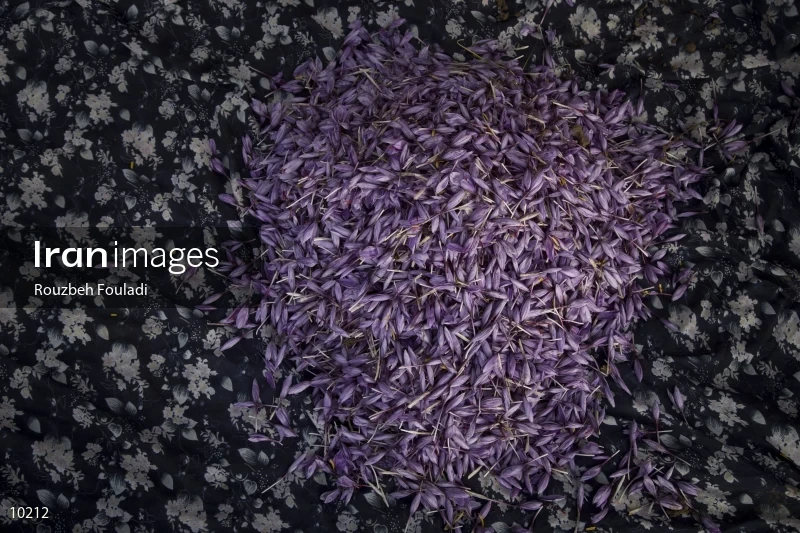 Harvesting Saffron