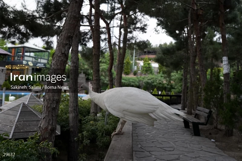 Tehran Birds Garden