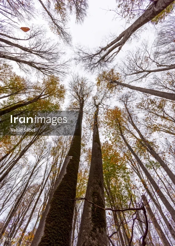 Sangdeh Beech Forest