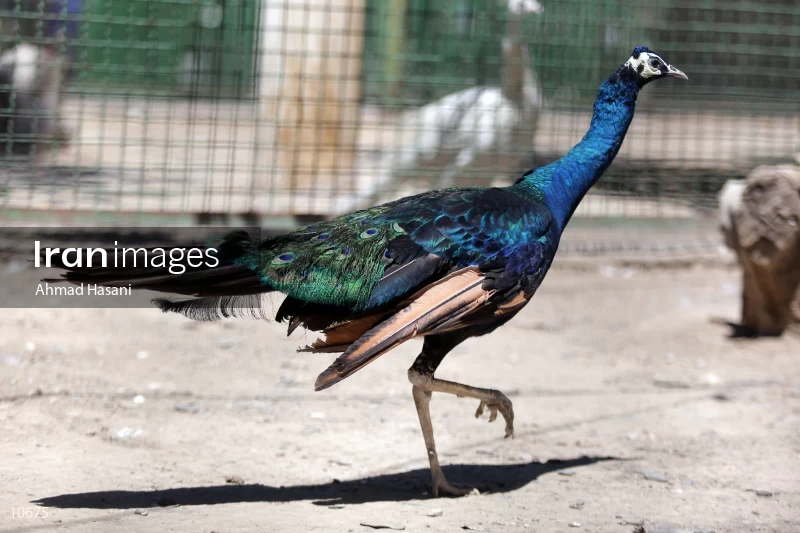 Peacock