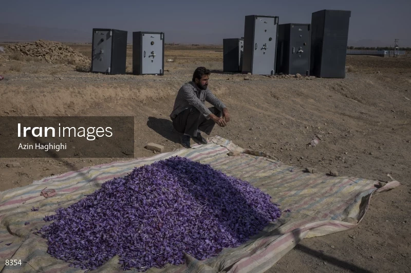 Harvesting saffron