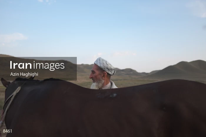 Horses in Turkmens festivities