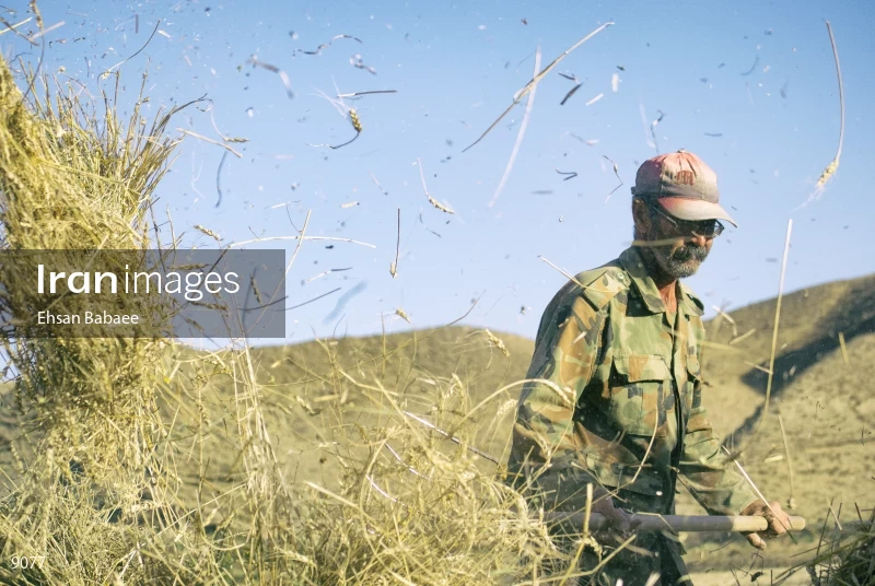 Harvesting Wheat