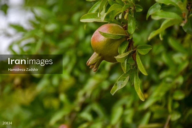 Pomegranate tree
