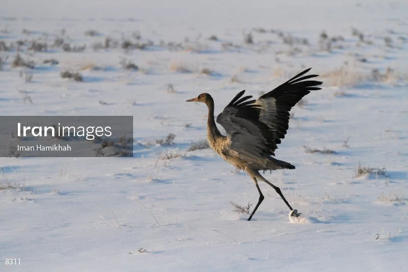 Common Crane in Meighan wetland
