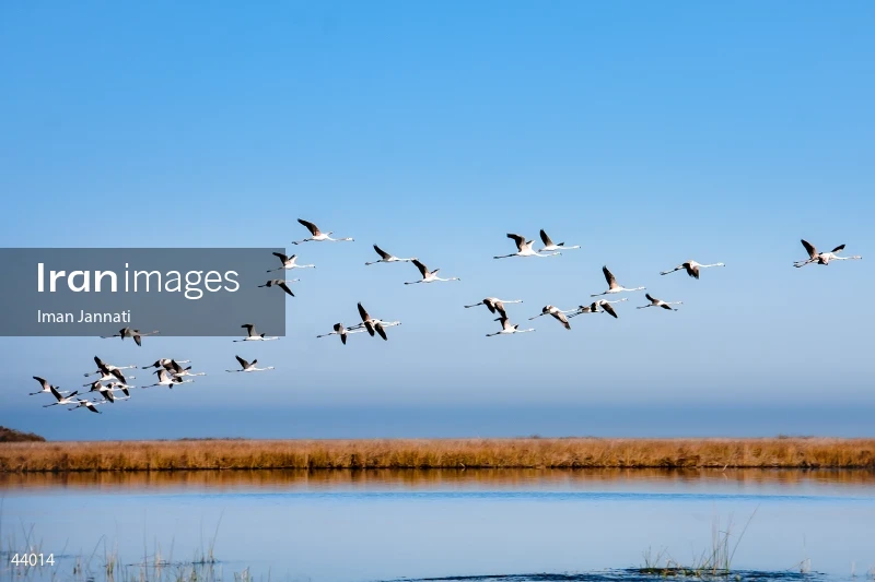 Flamingos in Flight Over Ashuradeh Island