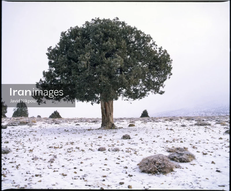 Chahar Bagh heights, Gorgan