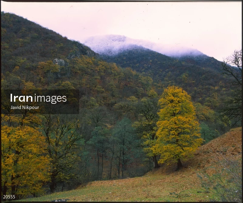 Tuskestan Forest