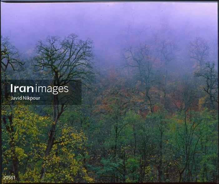 Tuskestan Forest