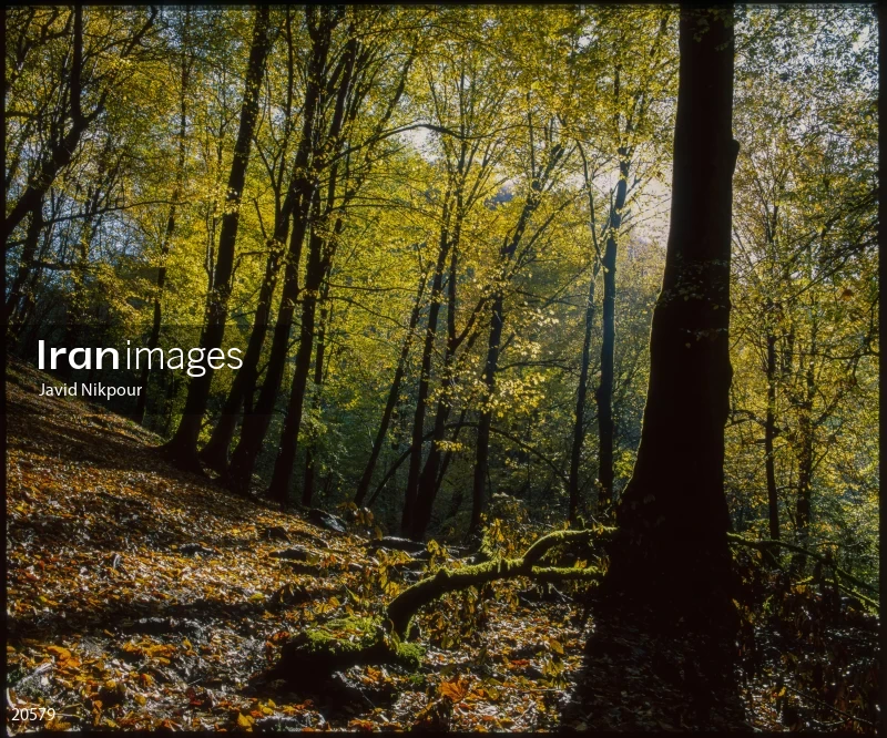 Shirabad Forest