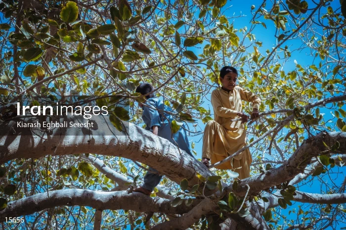 Chabahar Sacred fig tree