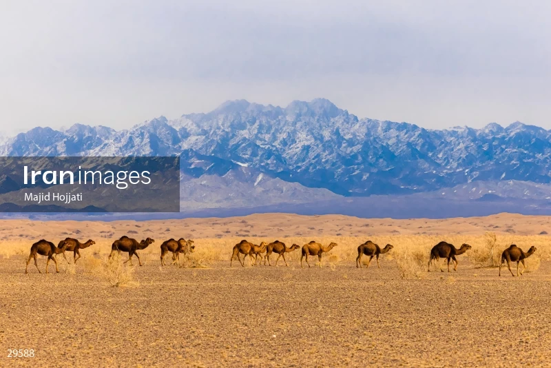 Camel caravan