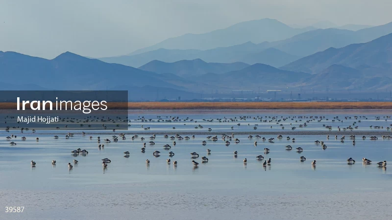 Meighan Wetland