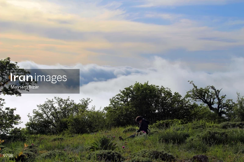 Abr (Cloud) forest