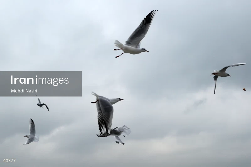Seabirds of the Galataport