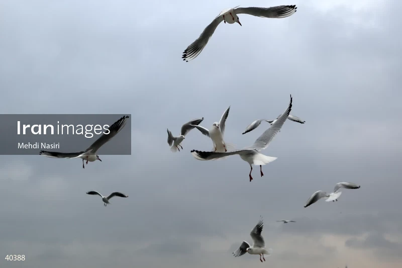 Seabirds of the Galataport