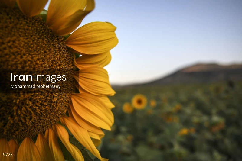 Sunflower farms