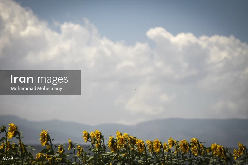 Sunflower farms
