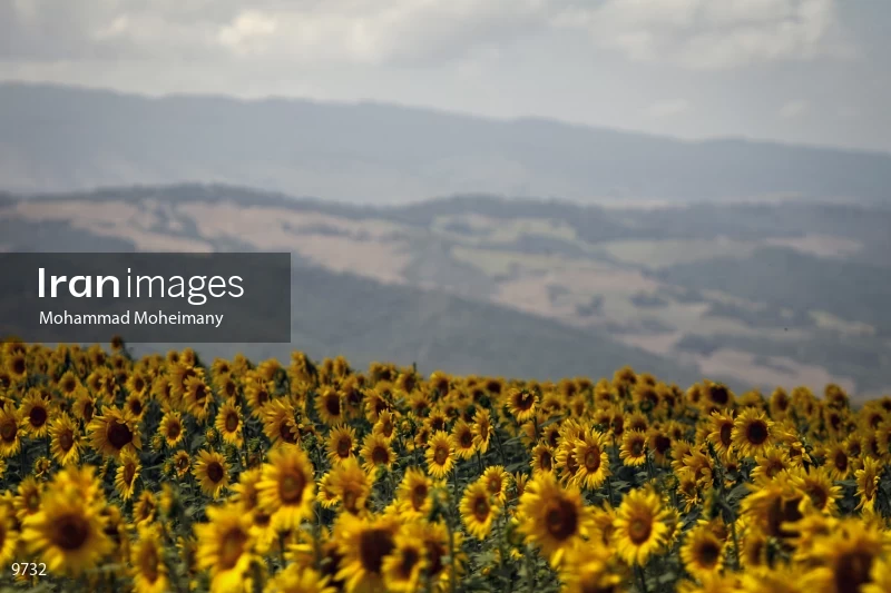 Sunflower farms