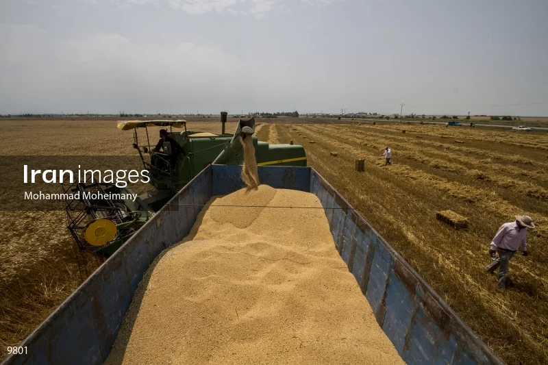 Wheat harvest in Golestan