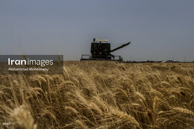 Wheat harvest in Golestan