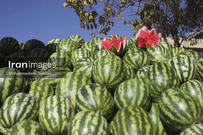 Fruit Sale For Yalda