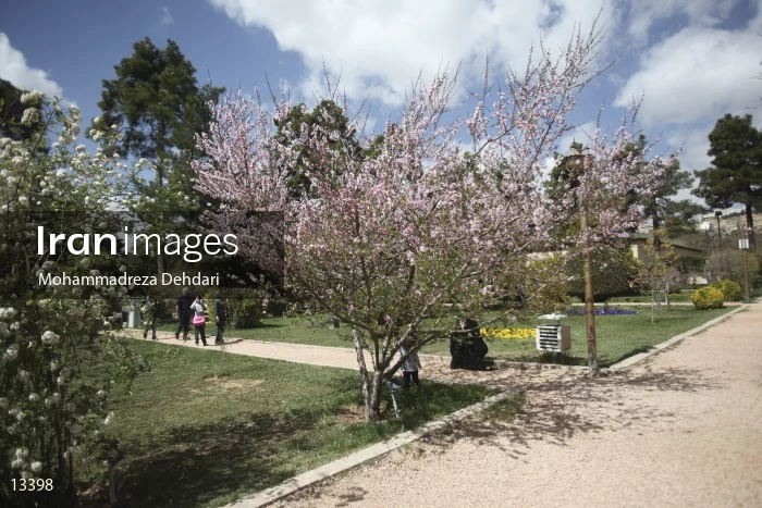 Eram garden's bloom in Shiraz