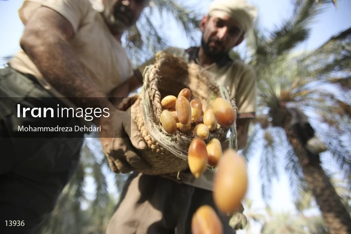 Date harvest in Khuzestan