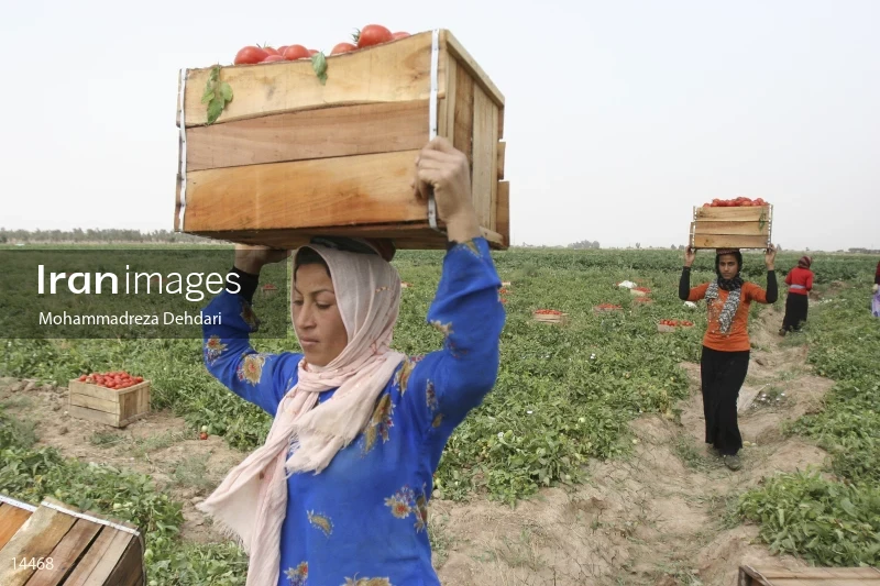 Tomato harvest in Khuzestan