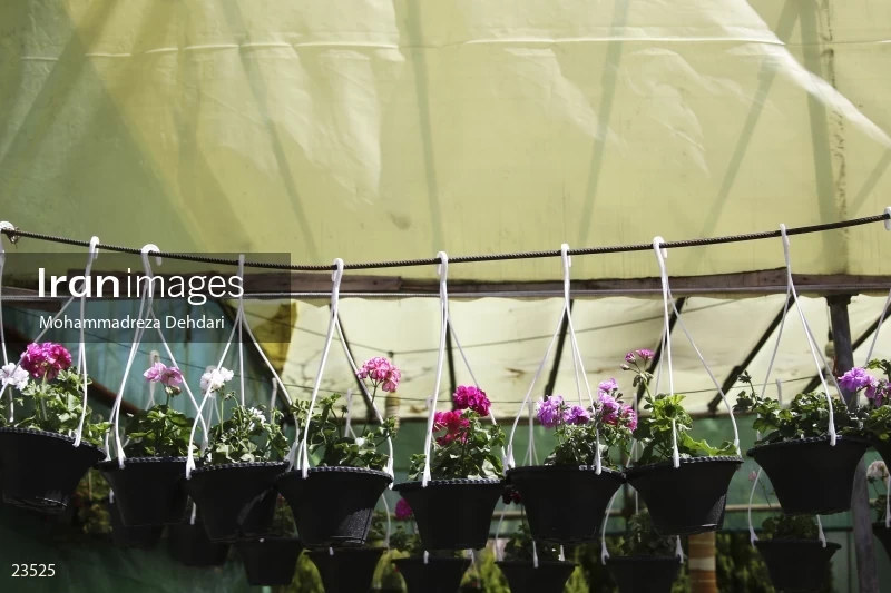 Qasr Aldasht flower market, Shiraz
