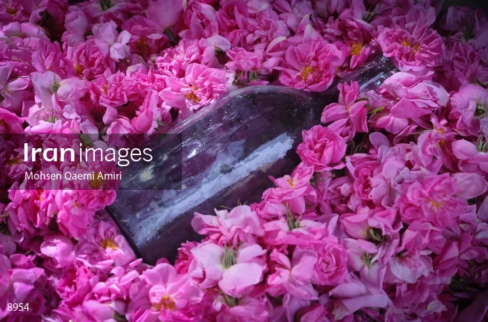 Rose Water Harvest in Kashan