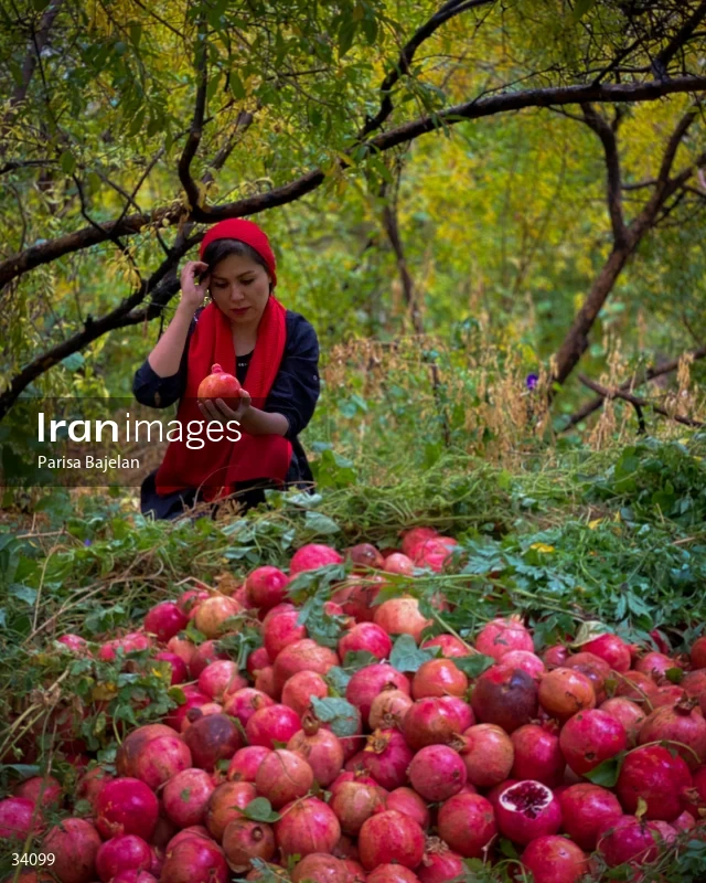 Pomegranate harvesting in Yazd