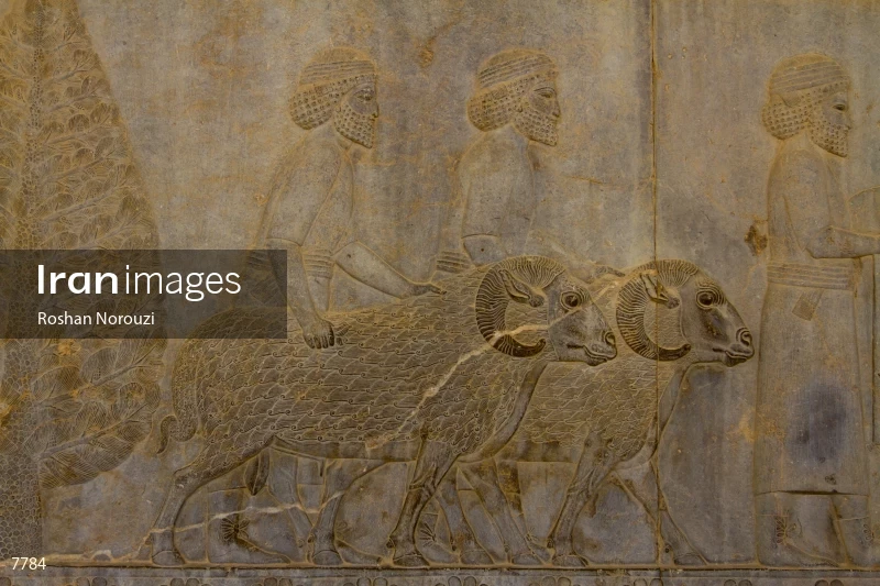 Tribute bearers with sheep at Persepolis