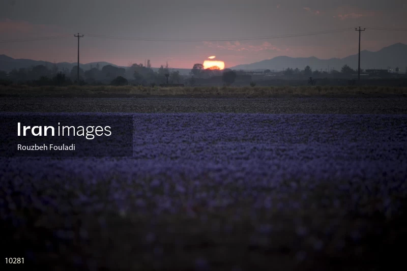 Harvesting Saffron