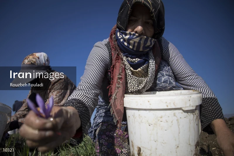 Harvesting Saffron