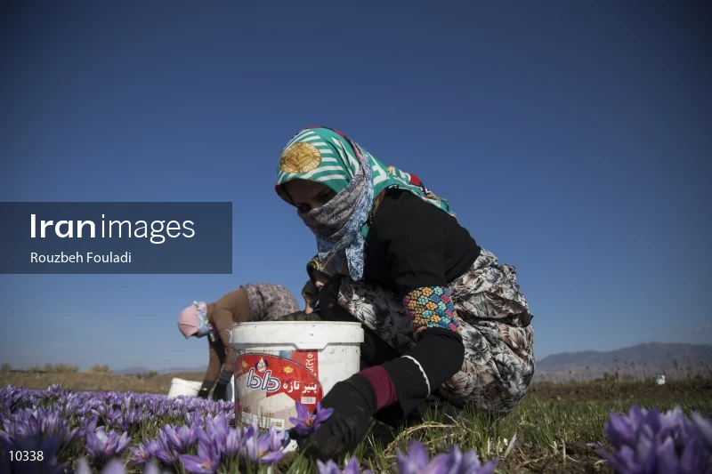 Harvesting Saffron