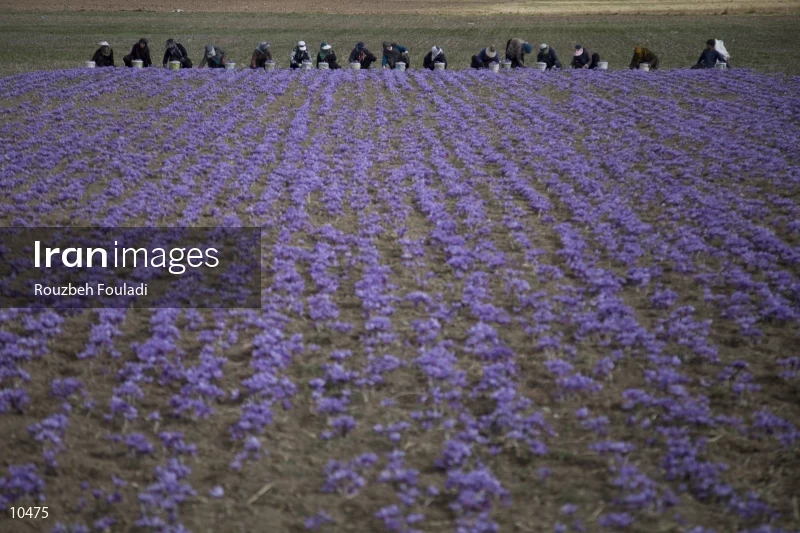 Harvesting Saffron