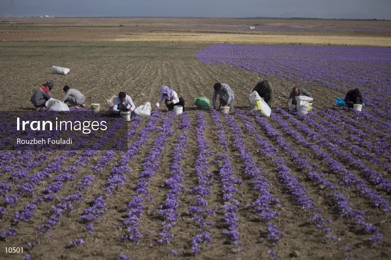Harvesting Saffron