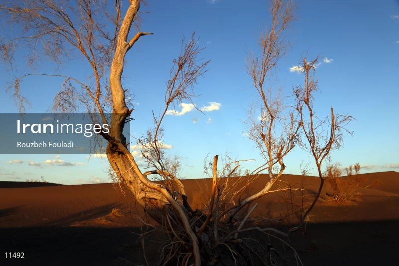 Mesr desert
