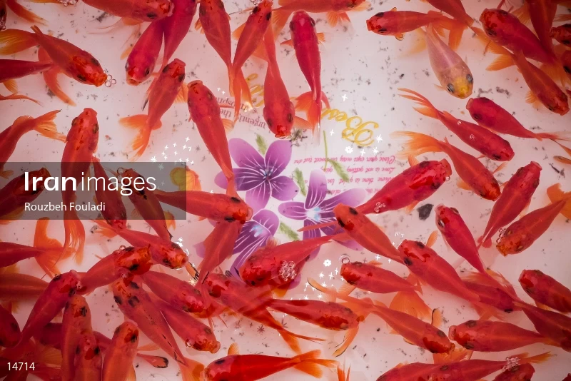 Gold fish for Haft-sin