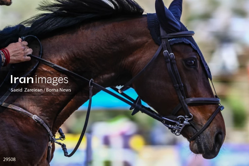 Armos Cup international horse jumping competition