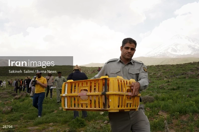 Releasing several species of birds in Lar National Park
